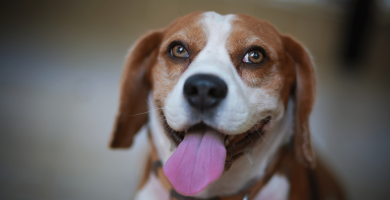 La desidratación en el beagle
