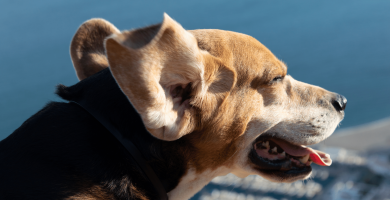 ingección de oído Beagle