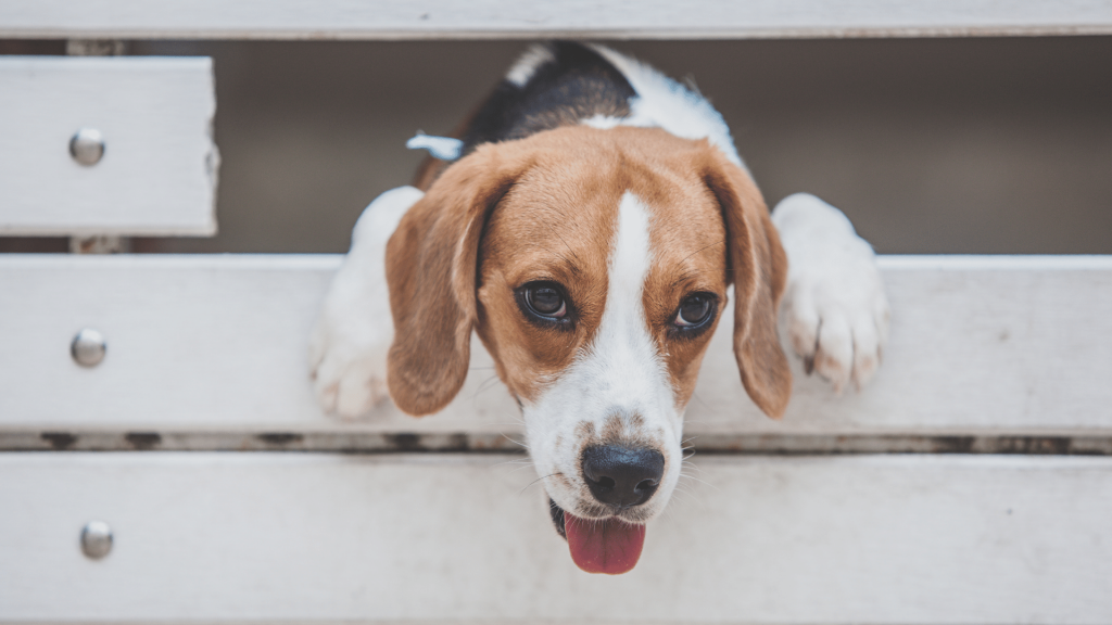 trastorno de ansiedad por separación en el beagle