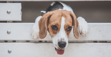 trastorno de ansiedad por separación en el beagle