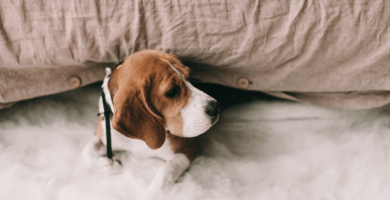 piso beagle