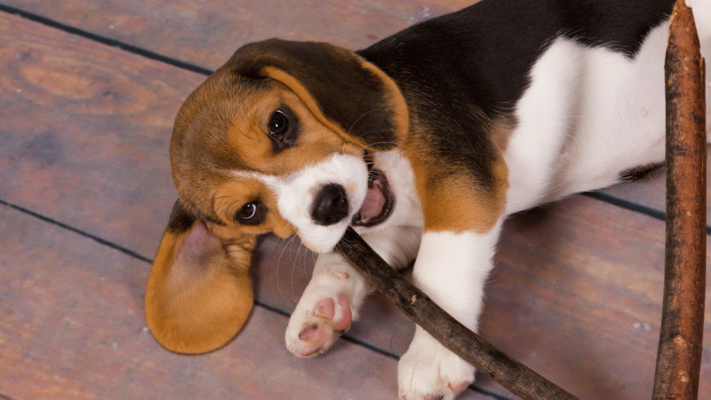 beagle agresivo