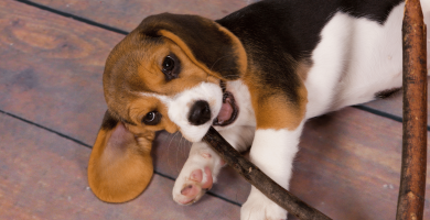 beagle agresivo