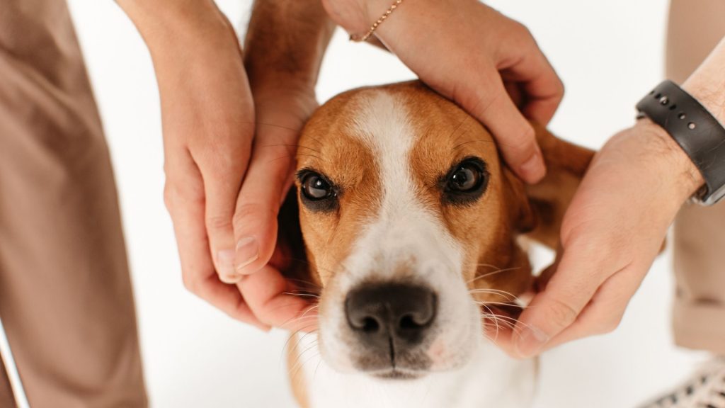 manera de acariciar a un beagle