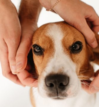 manera de acariciar a un beagle