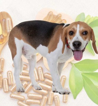 vitaminas para el beagle