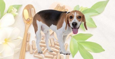vitaminas para el beagle