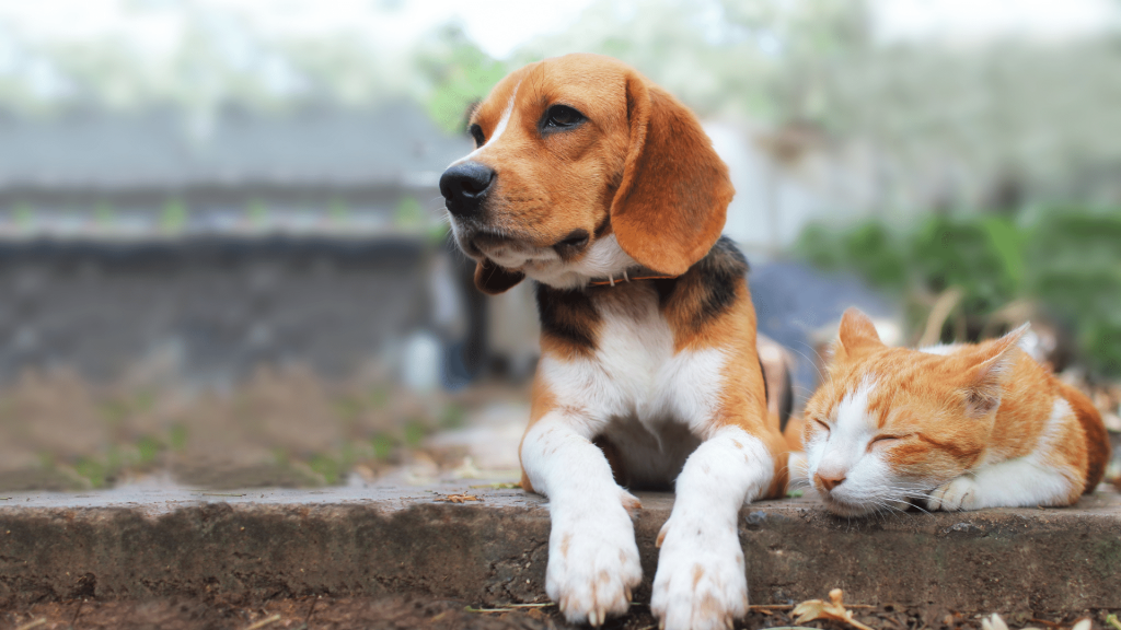 enseña a tu beagle a que se quede quieto
