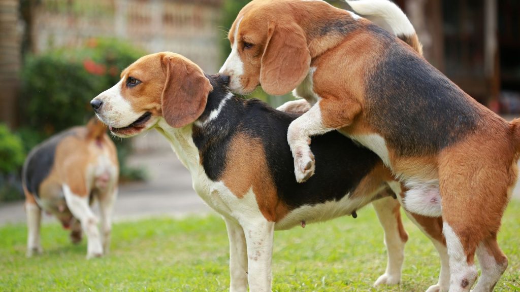 5 razones por las que tu beagle te quiere montar