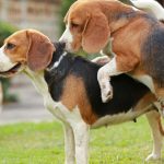 5 razones por las que tu beagle te quiere montar