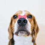 por qué beagle come caca
