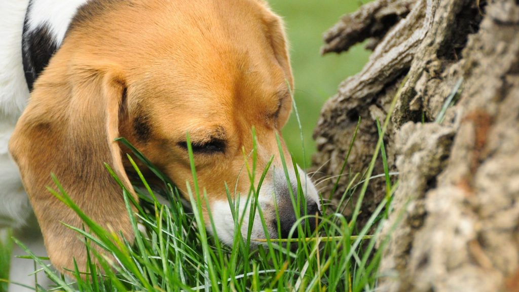 ¿Por qué los Beagle comen hierba? Estas son las posibles causas