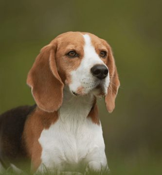 pureza raza beagle