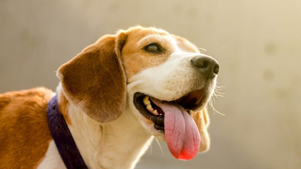 eliminar mal aliento beagle