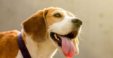 eliminar mal aliento beagle